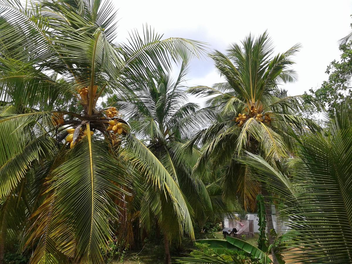 Wild View Stay Хабарана Екстер'єр фото